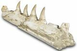 Mosasaur (Eremiasaurus?) Jaw with Four Teeth - Morocco #259672-3